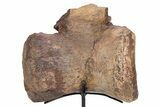 Fossil Sauropod Caudal Vertebra with Metal Stand - Colorado #304863-2